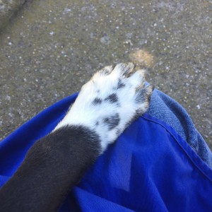 Mimi's paw